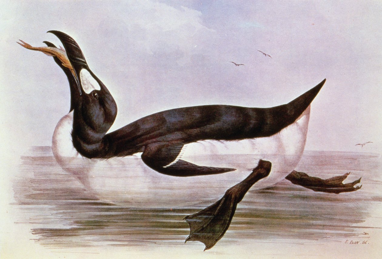 El Gran Auk, ilustración de 