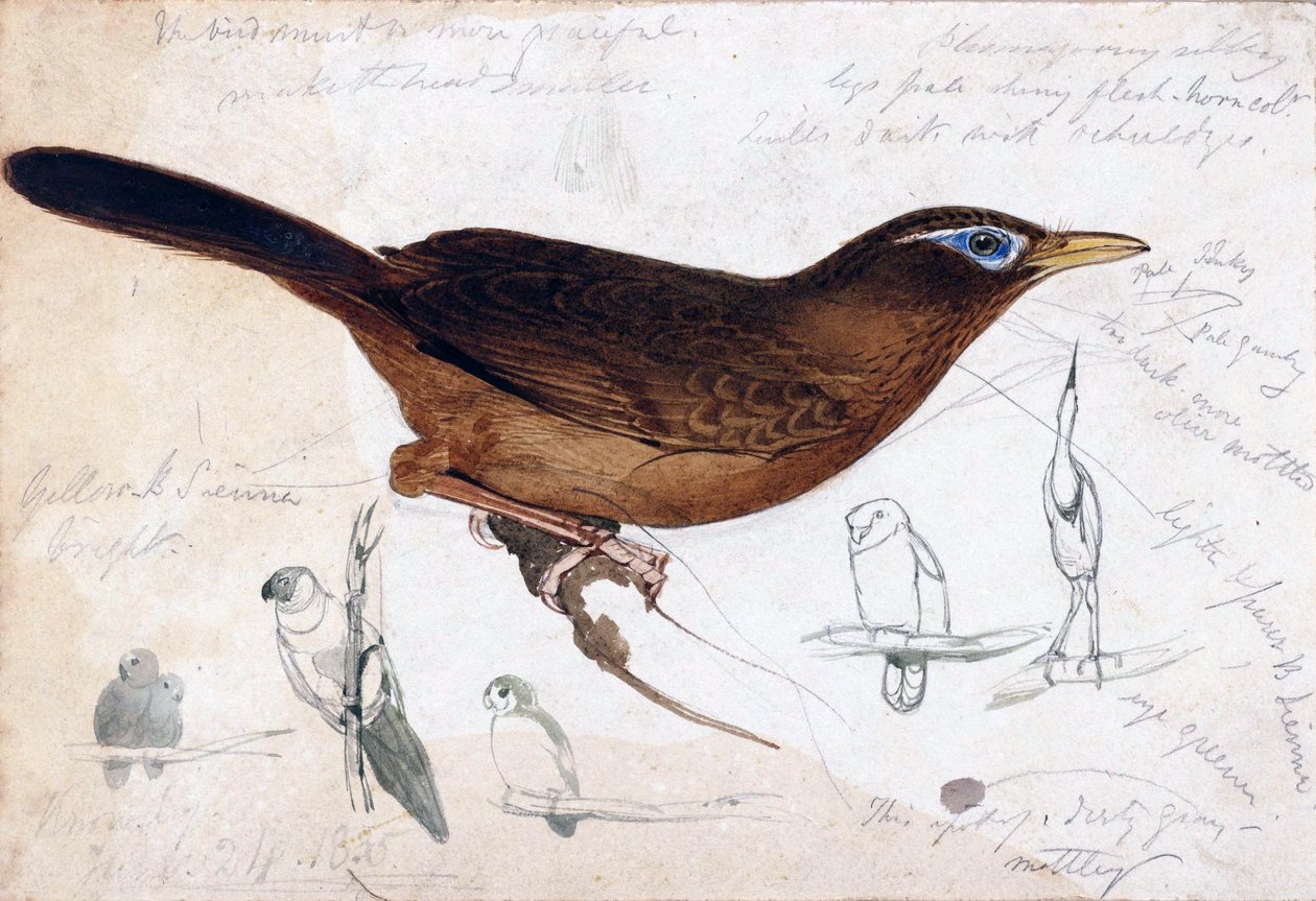 Pájaro marrón de Edward Lear