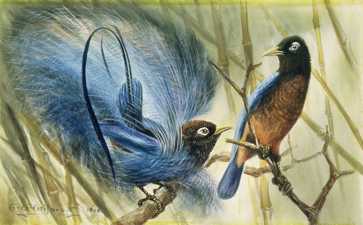 Ave del paraíso azul, 1909 de Edward Adrian Wilson