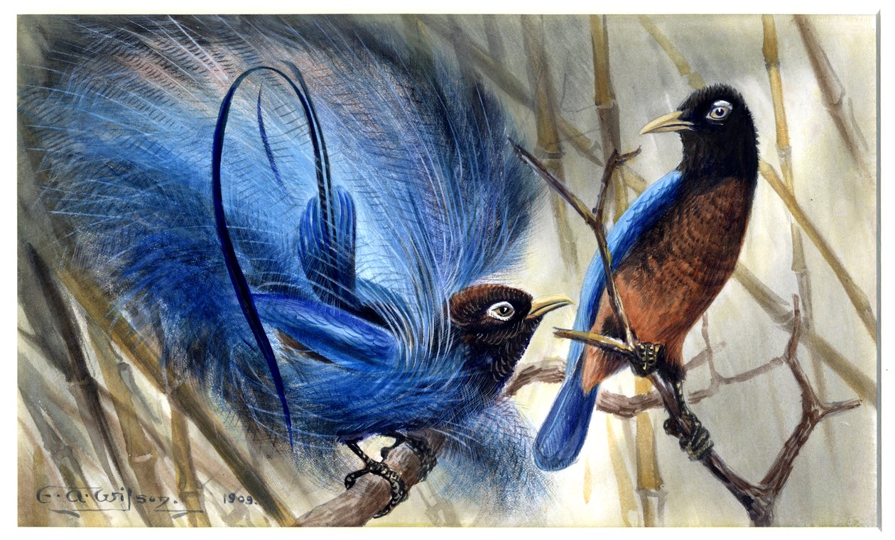 Ave del paraíso azul de Edward Adrian Wilson