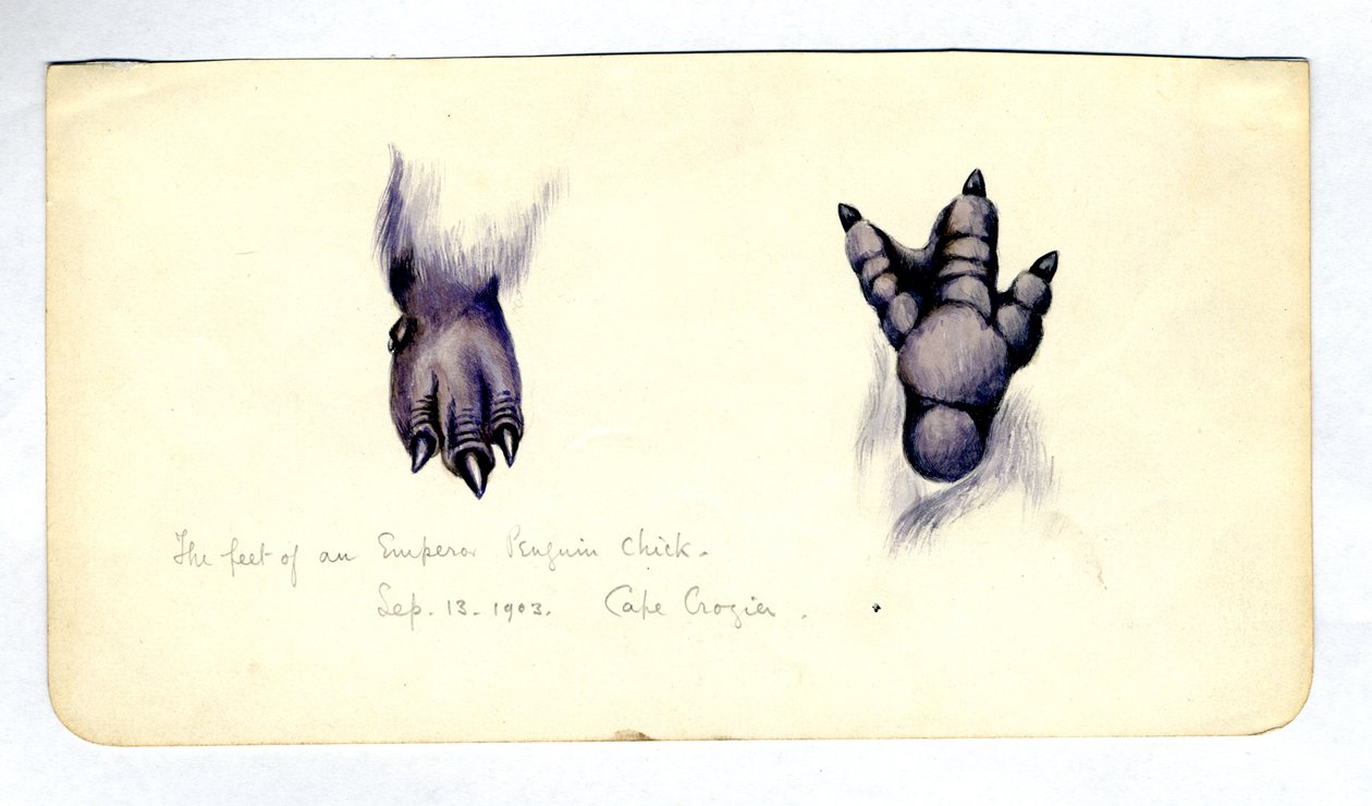 Dos estudios del pie de un polluelo de pingüino emperador de Edward Adrian Wilson