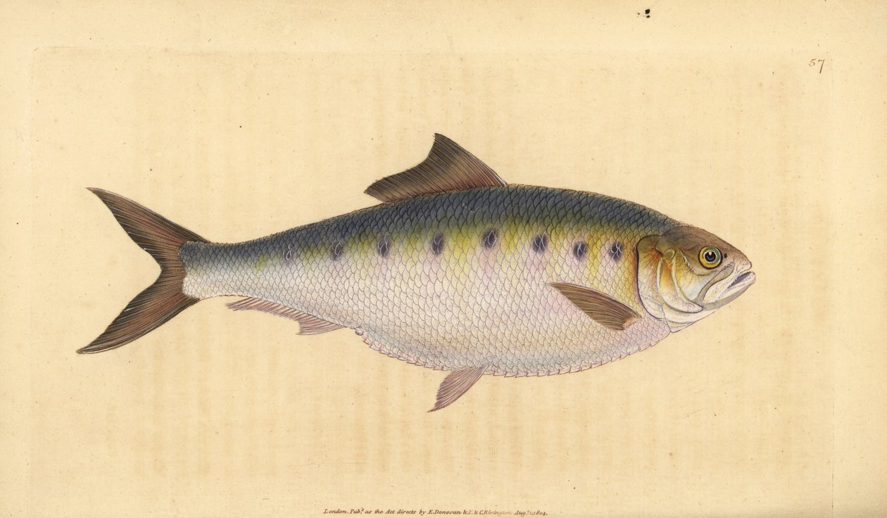 Sábalo, Alosa alosa (Clupea alosa). Grabado en cobre coloreado a mano dibujado y grabado por Edward Donovan de su Historia Natural de los Peces Británicos, Donovan y F.C. y J. Rivington, Londres de Edward Donovan
