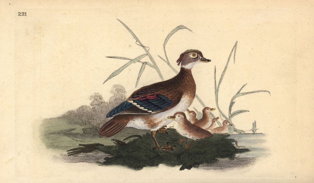 Pato joyuyo americano (hembra y crías). Grabado en cobre coloreado a mano dibujado y grabado por Edward Donovan de su propia 