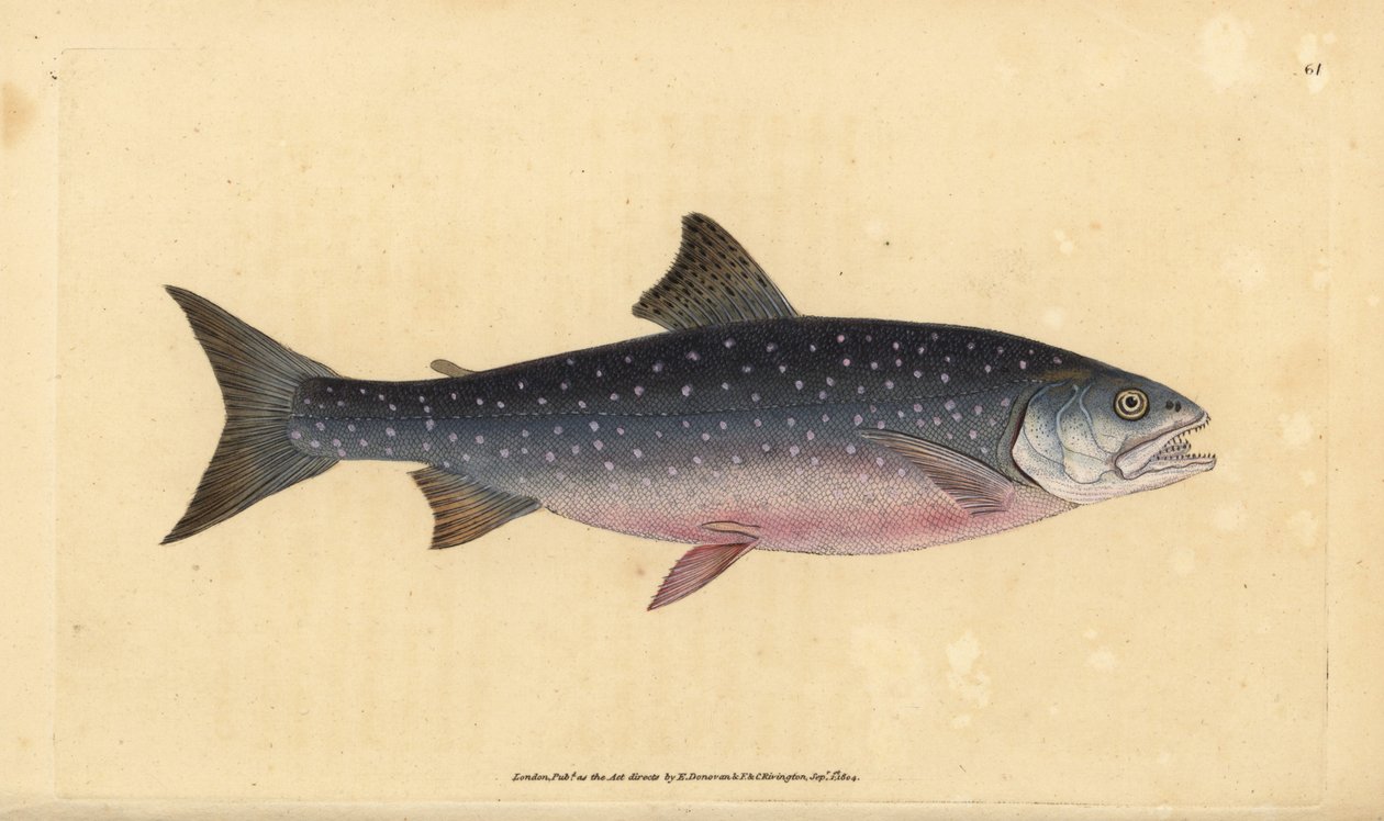 Trucha ártica, Salvelinus alpinus alpinus. Grabado a mano coloreado por Edward Donovan de su Historia Natural de los Peces Británicos, Donovan y F.C. y J. Rivington, Londres de Edward Donovan