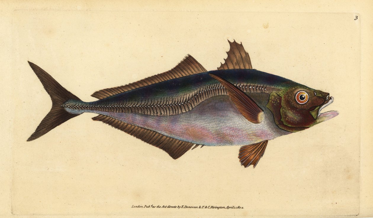 Trachurus trachurus (Jurel, Scomber trachurus), jurel del Atlántico. Grabado en cobre coloreado a mano dibujado y grabado por Edward Donovan de su Historia Natural de los Peces Británicos, Donovan y F.C. y J. Rivington, Londres de Edward Donovan