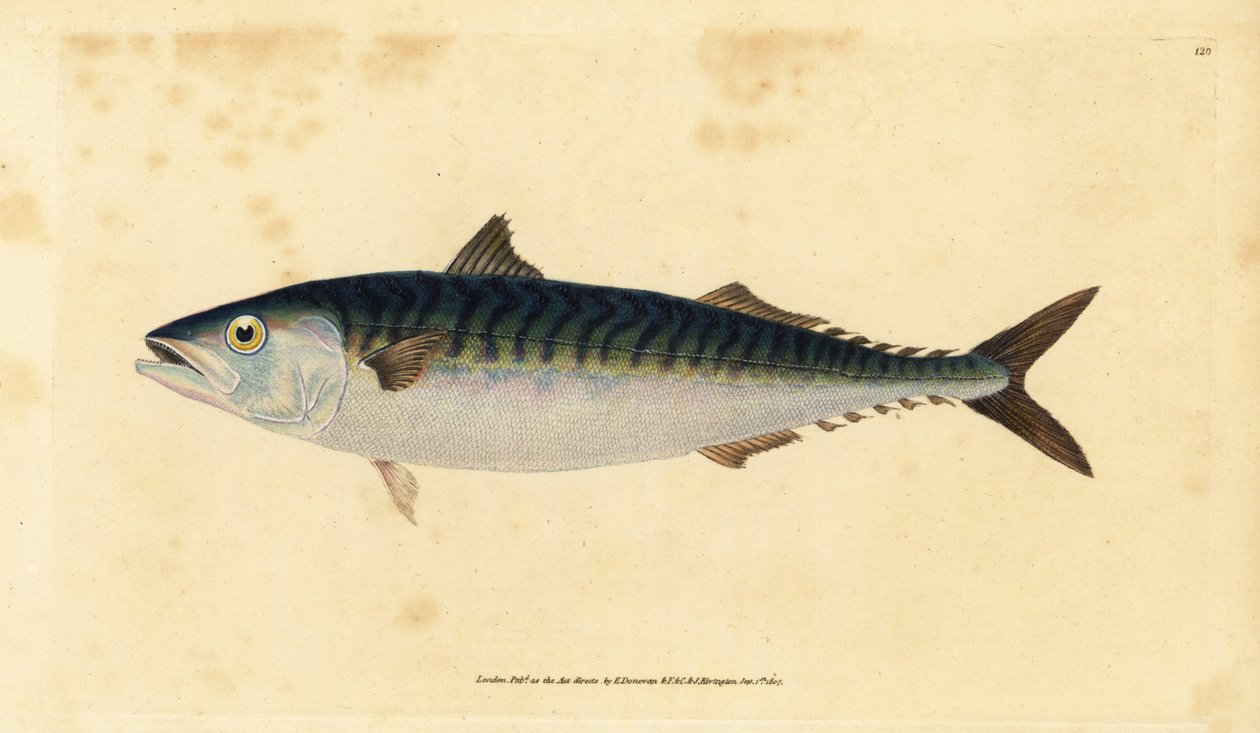 Caballa atlántica, Scomber scombrus (Caballa, Scomber scomber). Grabado en cobre coloreado a mano dibujado y grabado por Edward Donovan de su Historia Natural de los Peces Británicos, Donovan y F.C. y J. Rivington, Londres de Edward Donovan