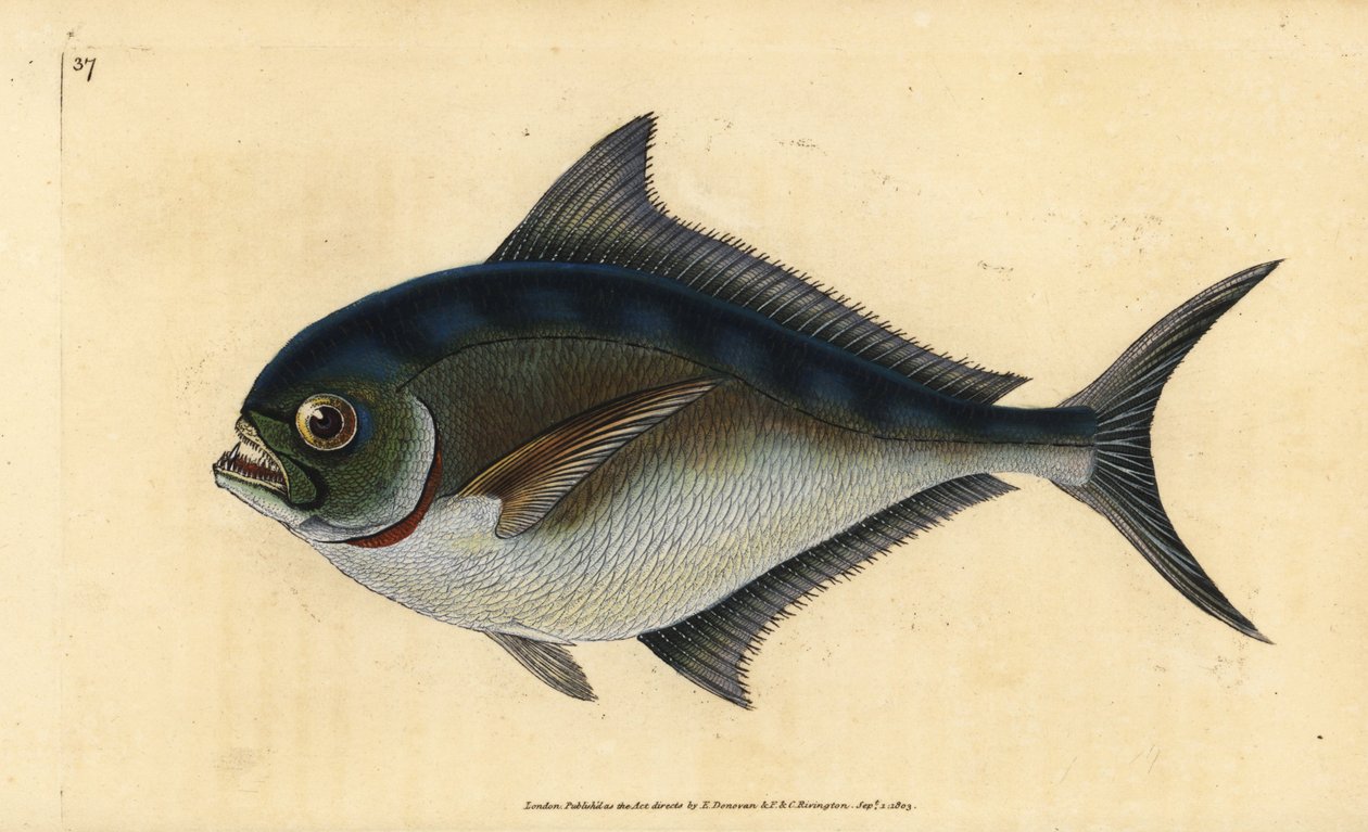 Japuta atlántica, Brama brama. Grabado a mano coloreado por Edward Donovan de su Historia Natural de los Peces Británicos, Donovan y F.C. y J. Rivington, Londres de Edward Donovan