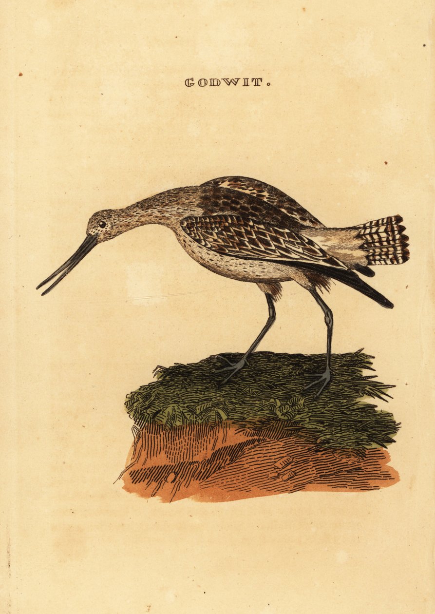 Aguja colipinta, Limosa lapponica de Edward Donovan