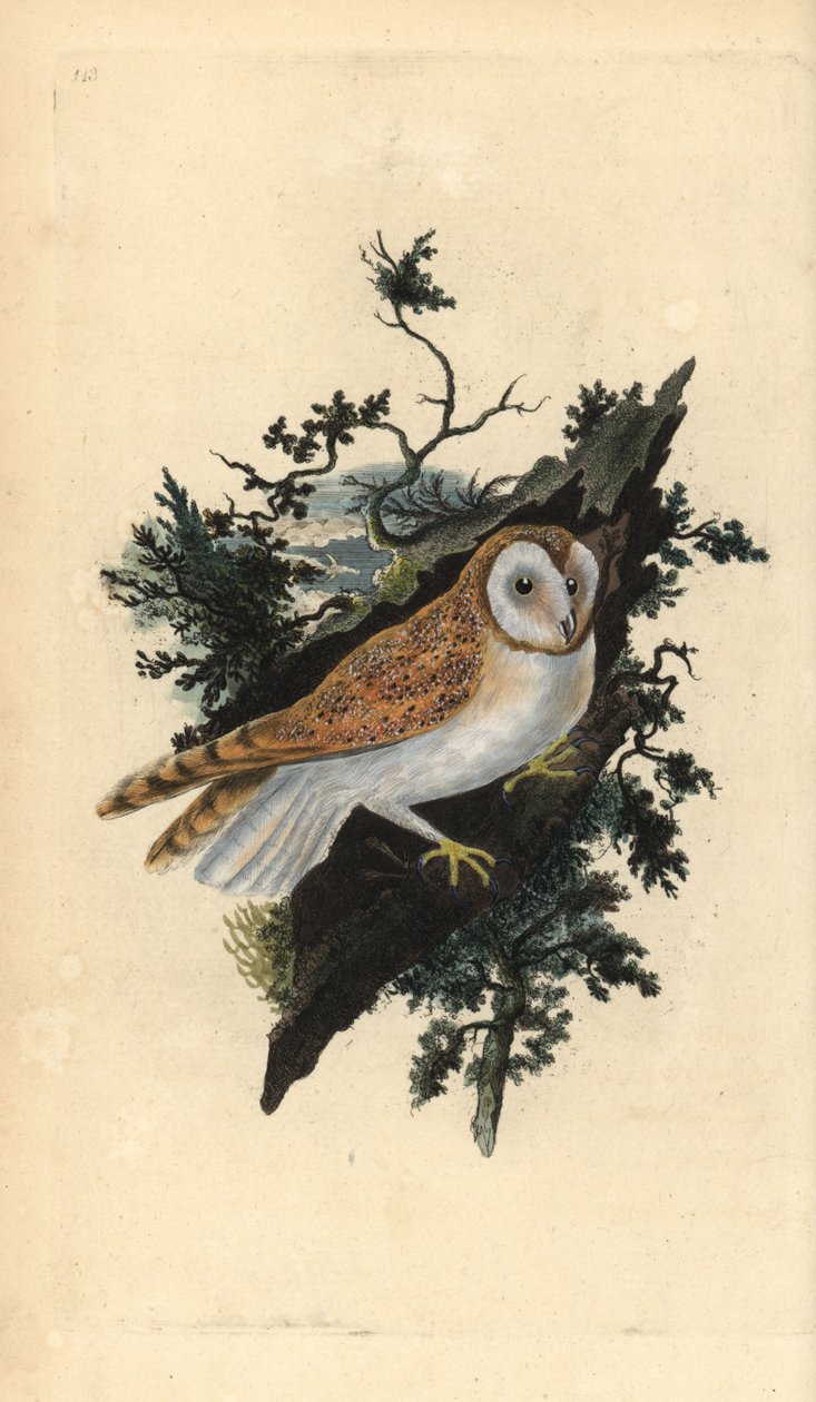 Lechuza común, Tyto alba de Edward Donovan