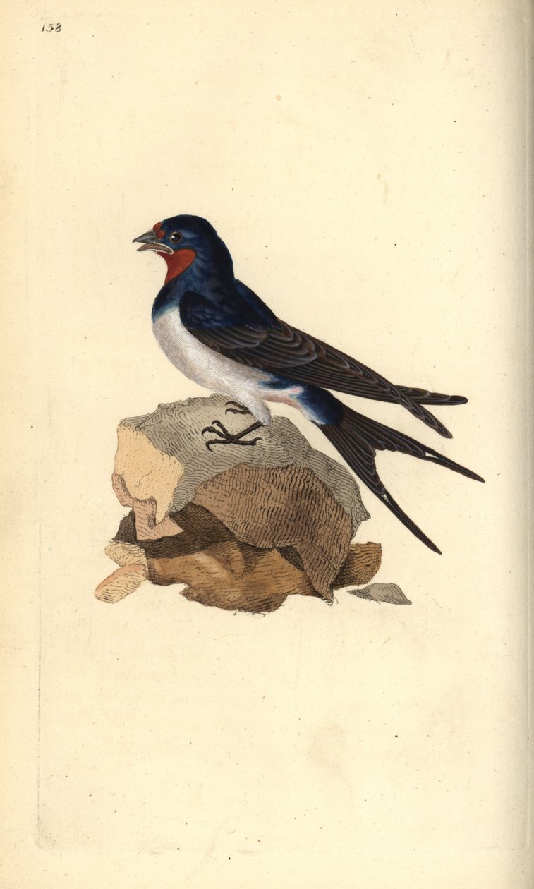 Golondrina común, Hirundo rustica de Edward Donovan