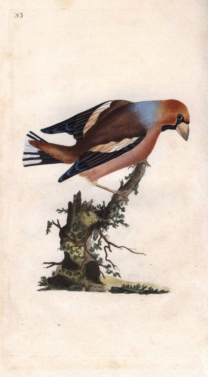 Quebrantahuesos. Coccothraustes (Loxia coccothraustes). Grabado en cobre por Edward Donovan (1768-1837), publicado en Historia Natural de las Aves Británicas, Londres de Edward Donovan