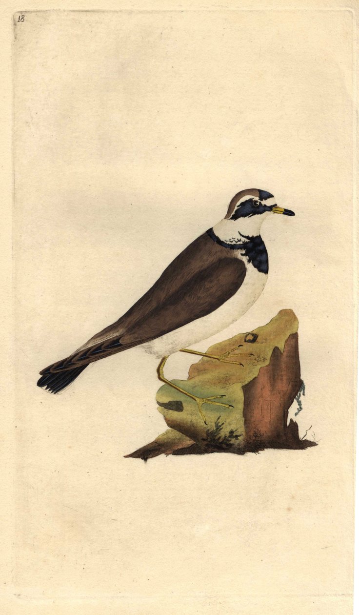 Chorlitejo grande. Charadrius hiaticula. Grabado en cobre por Edward Donovan (1768-1837), publicado en Historia natural de las aves británicas, Londres de Edward Donovan