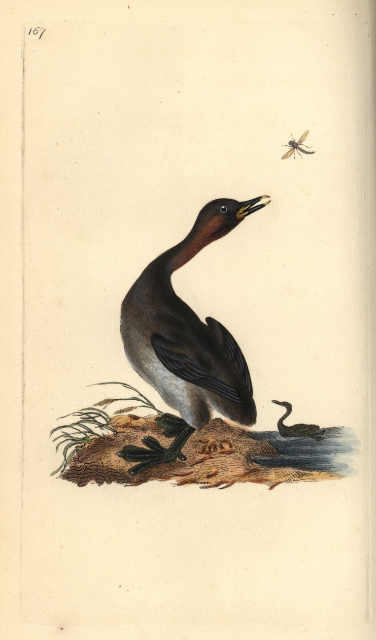 Zampullín cuellinegro, Podiceps hebridicus. (Zampullín chico, Tachybaptus ruficollis?) Grabado en cobre coloreado a mano dibujado y grabado por Edward Donovan de su propia “Historia Natural de las Aves Británicas,” Londres de Edward Donovan