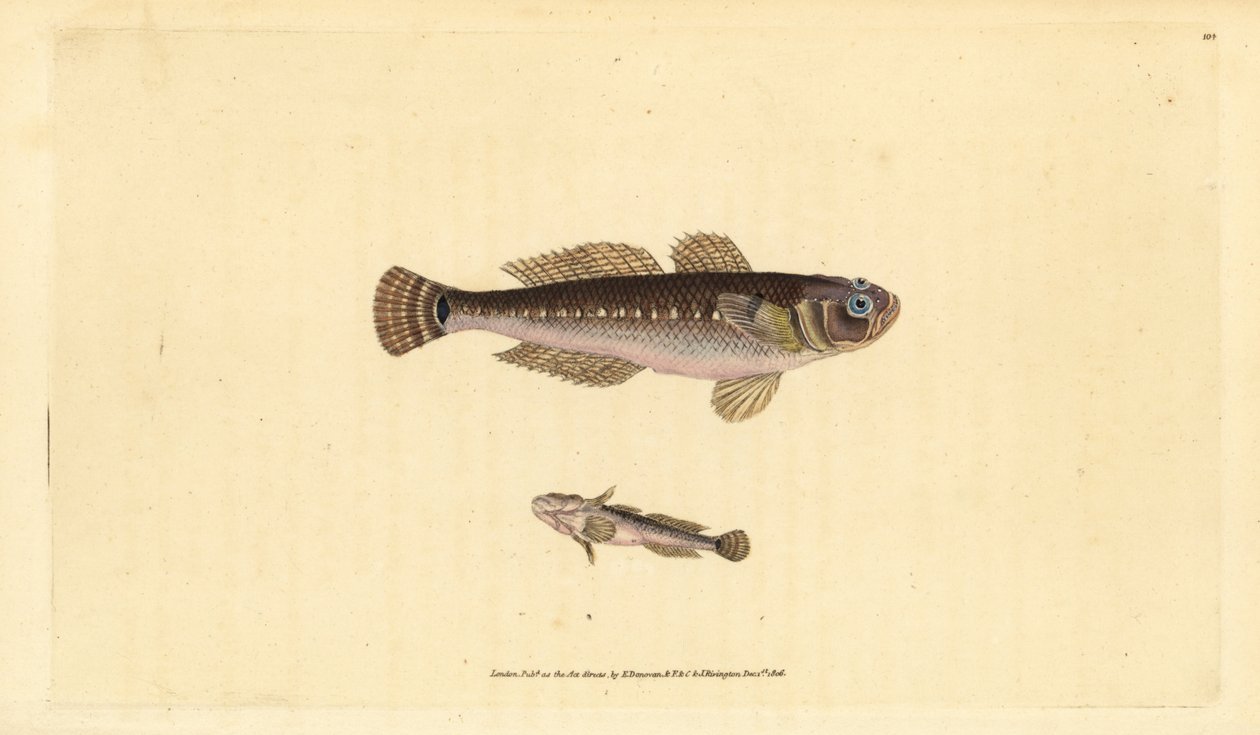 Gobio negro, Gobius niger. Grabado a mano coloreado por Edward Donovan de su Historia Natural de los Peces Británicos, Donovan y F.C. y J. Rivington, Londres de Edward Donovan