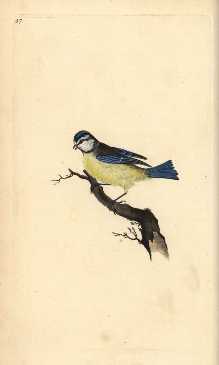 Herrerillo común, Cyanistes caeruleus. Grabado a mano coloreado por Edward Donovan de su propia Historia Natural de las Aves Británicas, Londres de Edward Donovan
