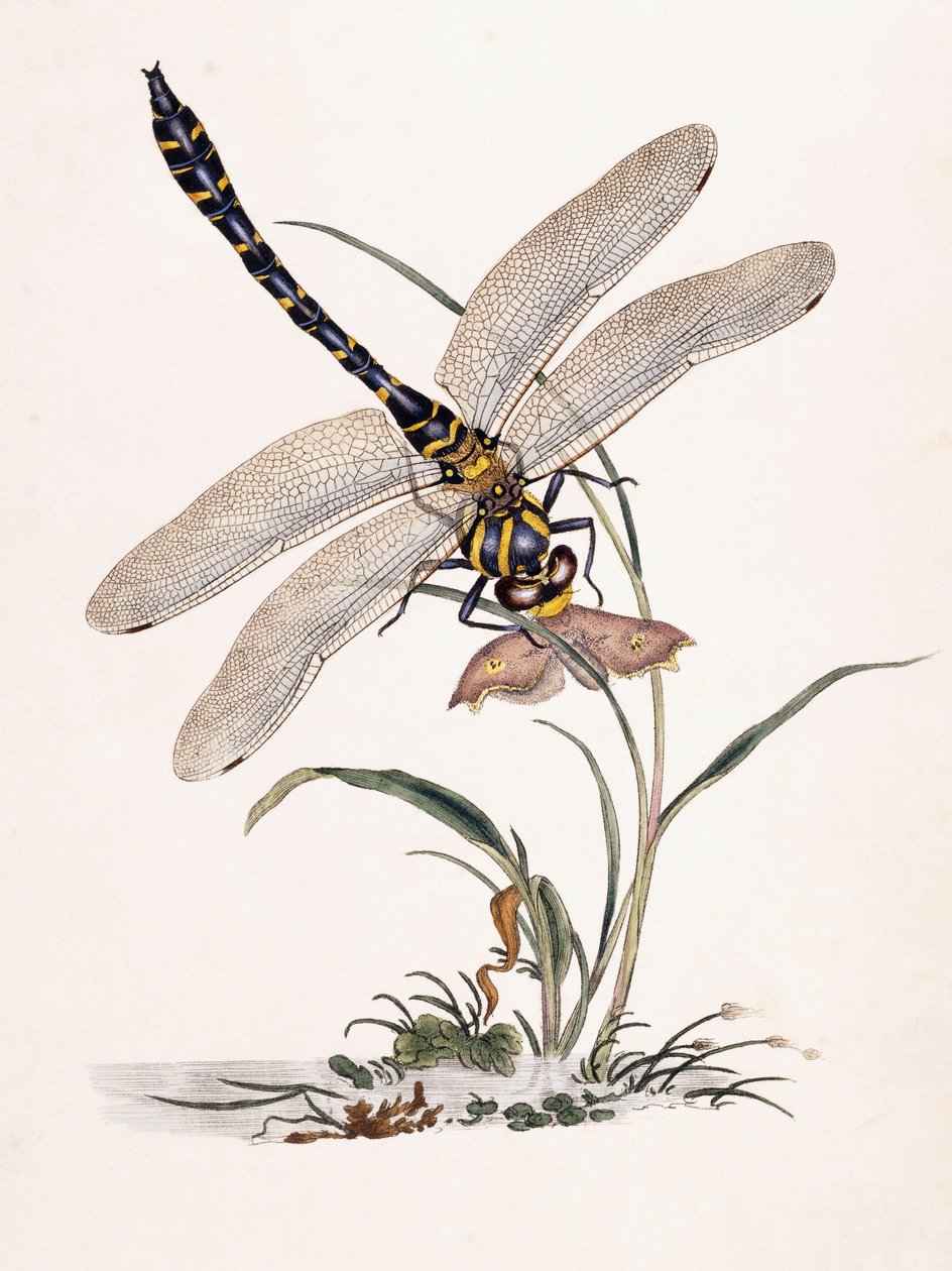 Libélula de Bolton de Edward Donovan