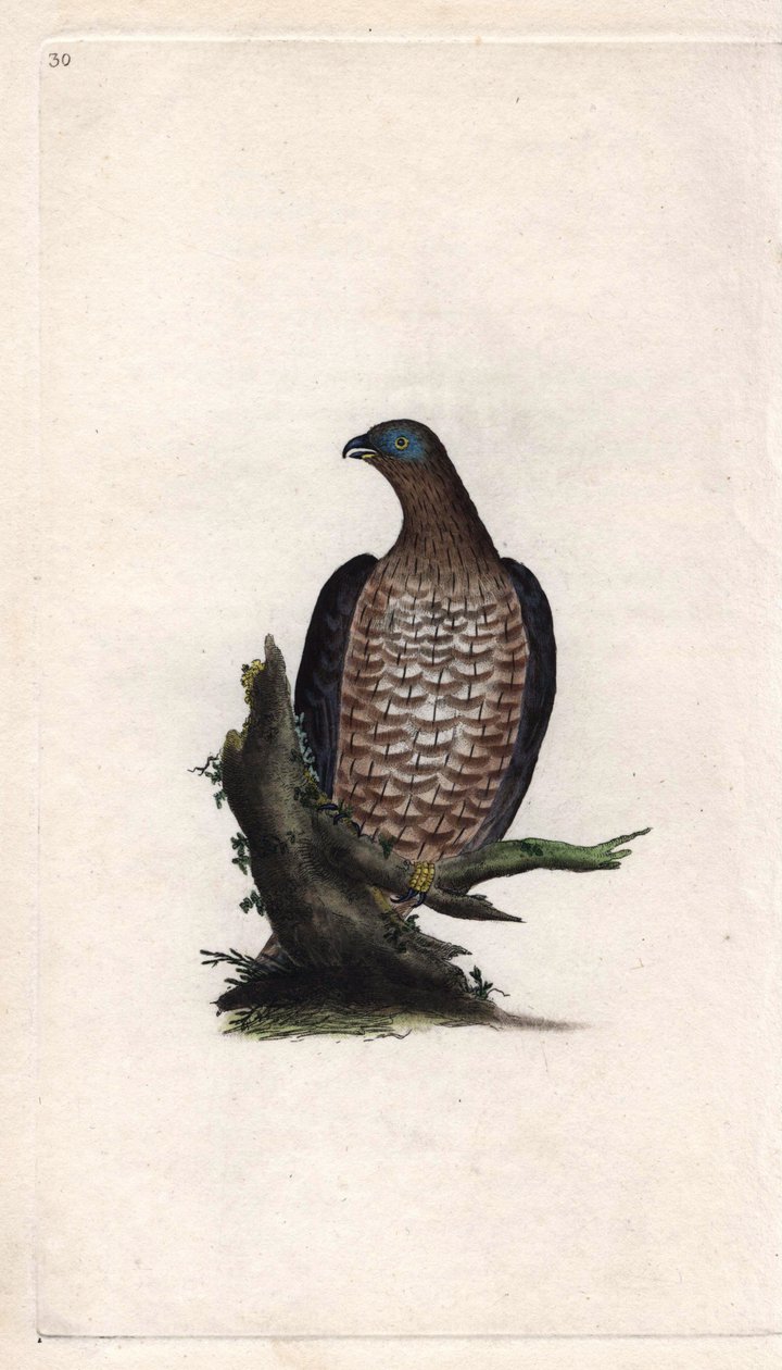 Abejero europeo. Pernis apivorus (Falco apivorus). Grabado en cobre por Edward Donovan (1768-1837), publicado en Historia natural de las aves británicas, Londres de Edward Donovan