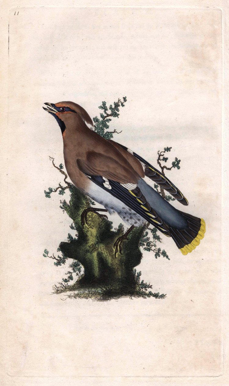 Ampelis garrulus. Bombycilla garrulus (Ampelis garrulus). Grabado en cobre por Edward Donovan (1768-1837), publicado en Historia natural de las aves británicas, Londres de Edward Donovan