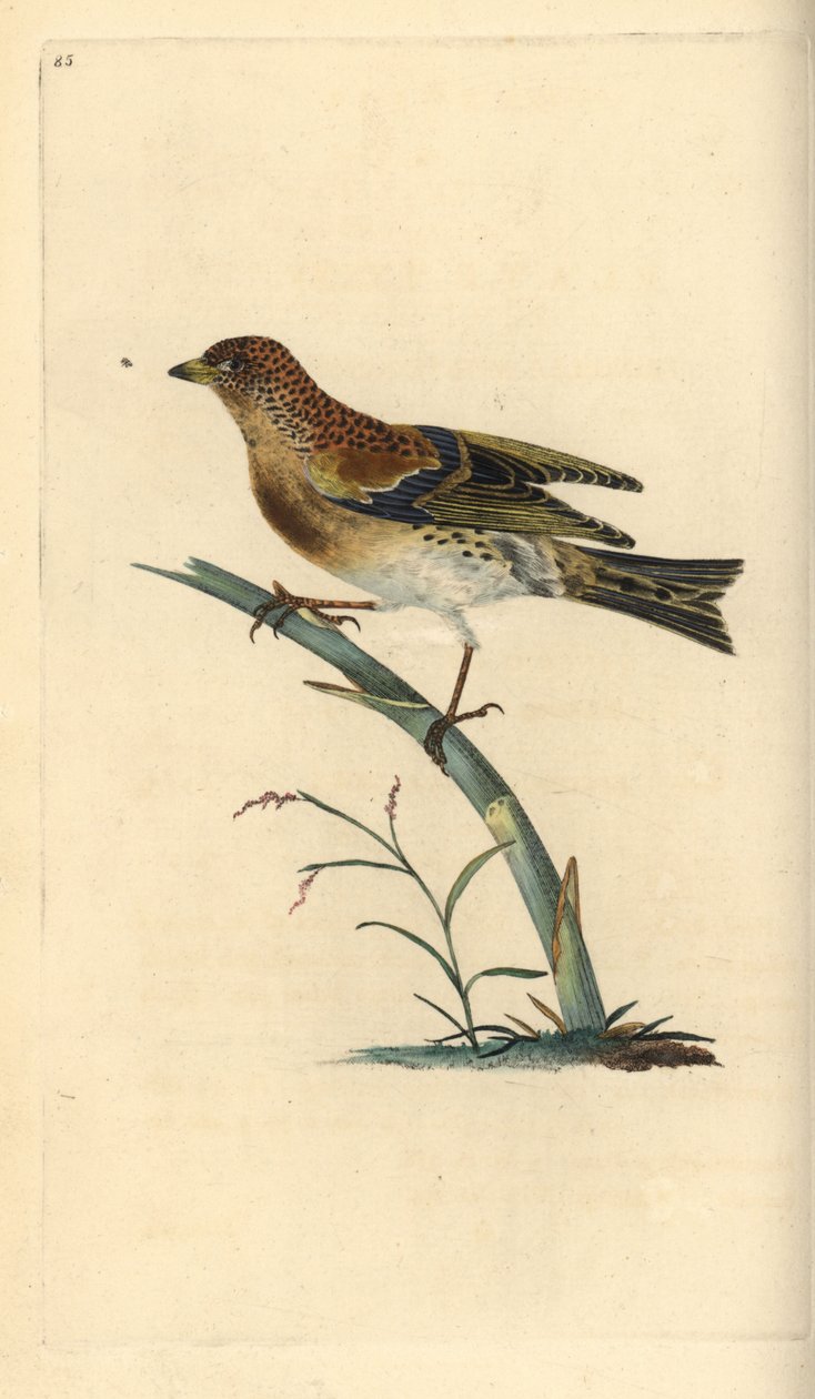 Pinzón real, Fringilla montifringilla. Grabado a mano coloreado por Edward Donovan de su propia Historia Natural de las Aves Británicas, Londres de Edward Donovan