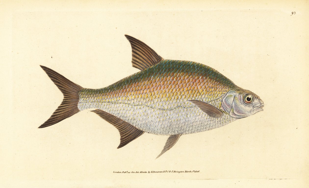 Brema, Abramis brama (Cyprinus brama). Grabado en cobre coloreado a mano dibujado y grabado por Edward Donovan de su Historia Natural de los Peces Británicos, Donovan y F.C. y J. Rivington, Londres de Edward Donovan