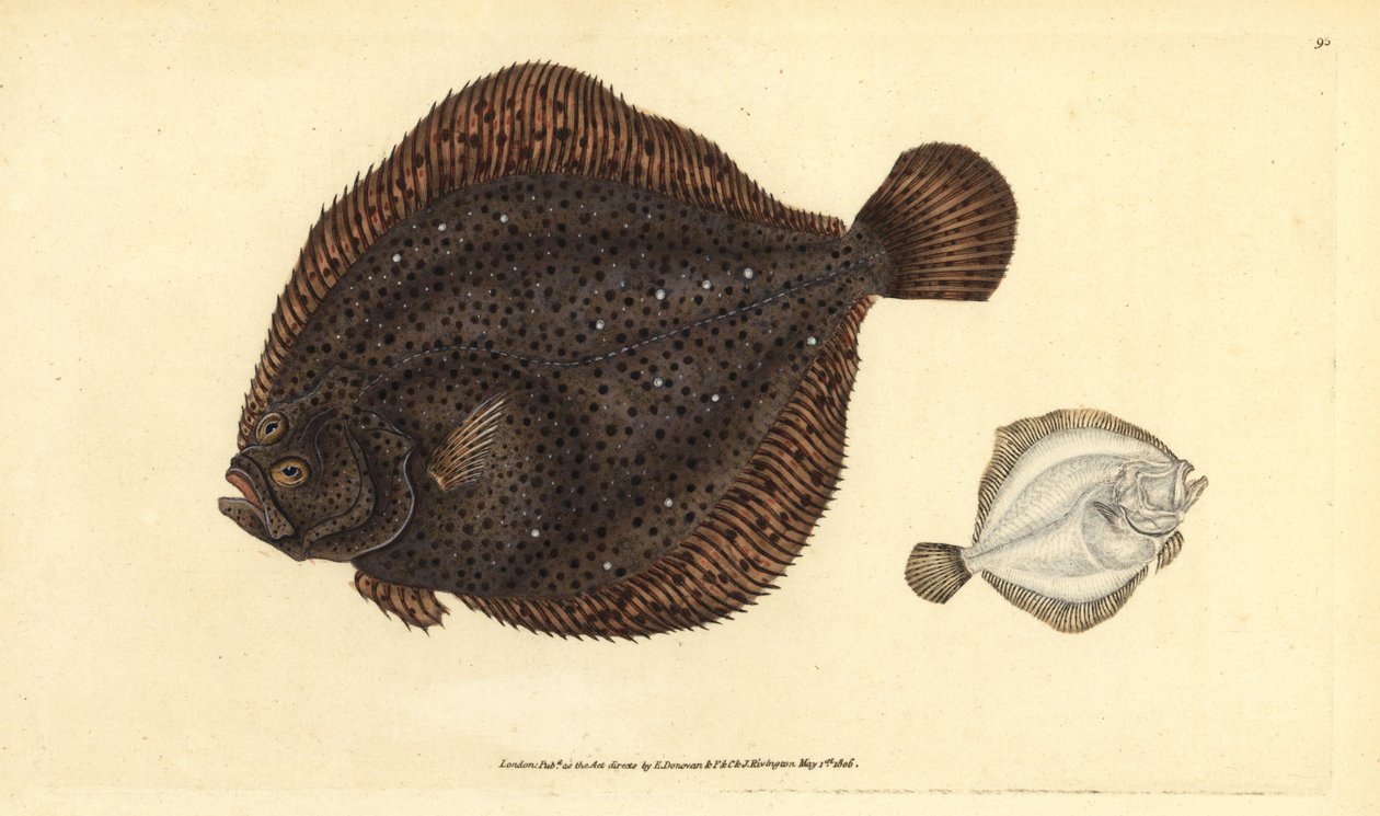 Rodaballo o perla, Scophthalmus rhombus (Pleuronectes rhombus). Grabado en cobre coloreado a mano dibujado y grabado por Edward Donovan de su Historia Natural de los Peces Británicos, Donovan y F.C. y J. Rivington, Londres de Edward Donovan