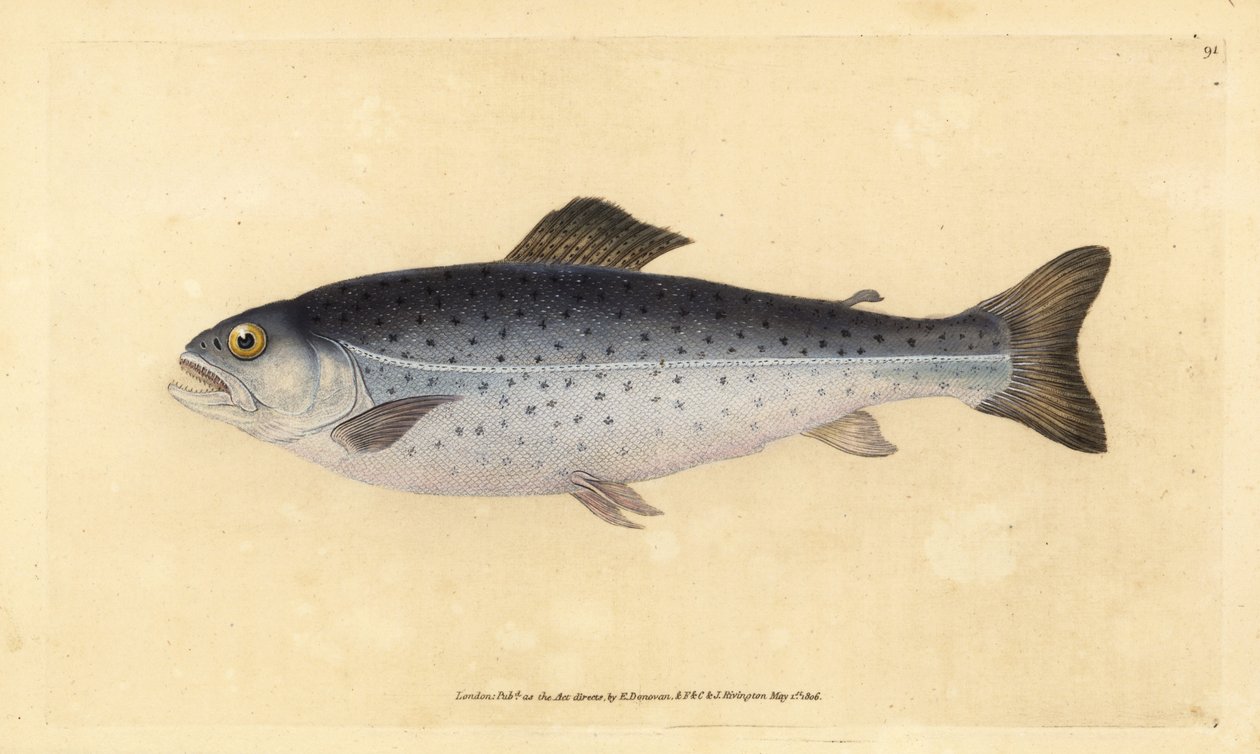Trucha marrón, Salmo trutta (Sewen, Salmo cambricus) (grabado a mano por Edward Donovan de su 