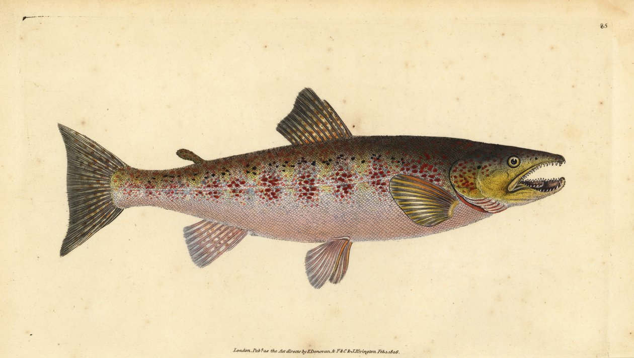 Trucha marrón, Salmo trutta fario (Trucha, Salmo fario) de Edward Donovan