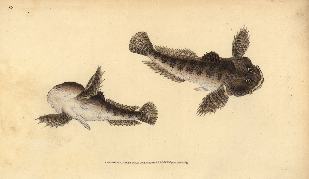 Cabezón, Cottus gobio. Grabado a mano coloreado por Edward Donovan de su Historia Natural de los Peces Británicos, Donovan y F.C. y J. Rivington, Londres de Edward Donovan