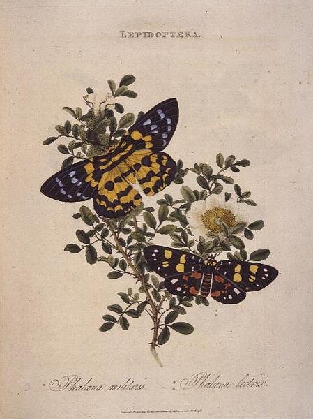 Mariposas: Phalaena Militaris, Phalaena Lectrix, pub. por el artista de Edward Donovan