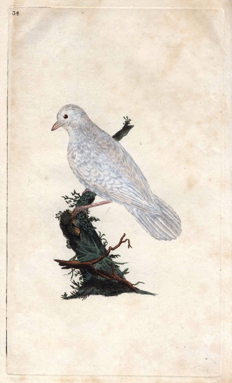 Arrendajo de los robles, Garrulus glandarius (grabado en cobre por Edward Donovan, publicado en 
