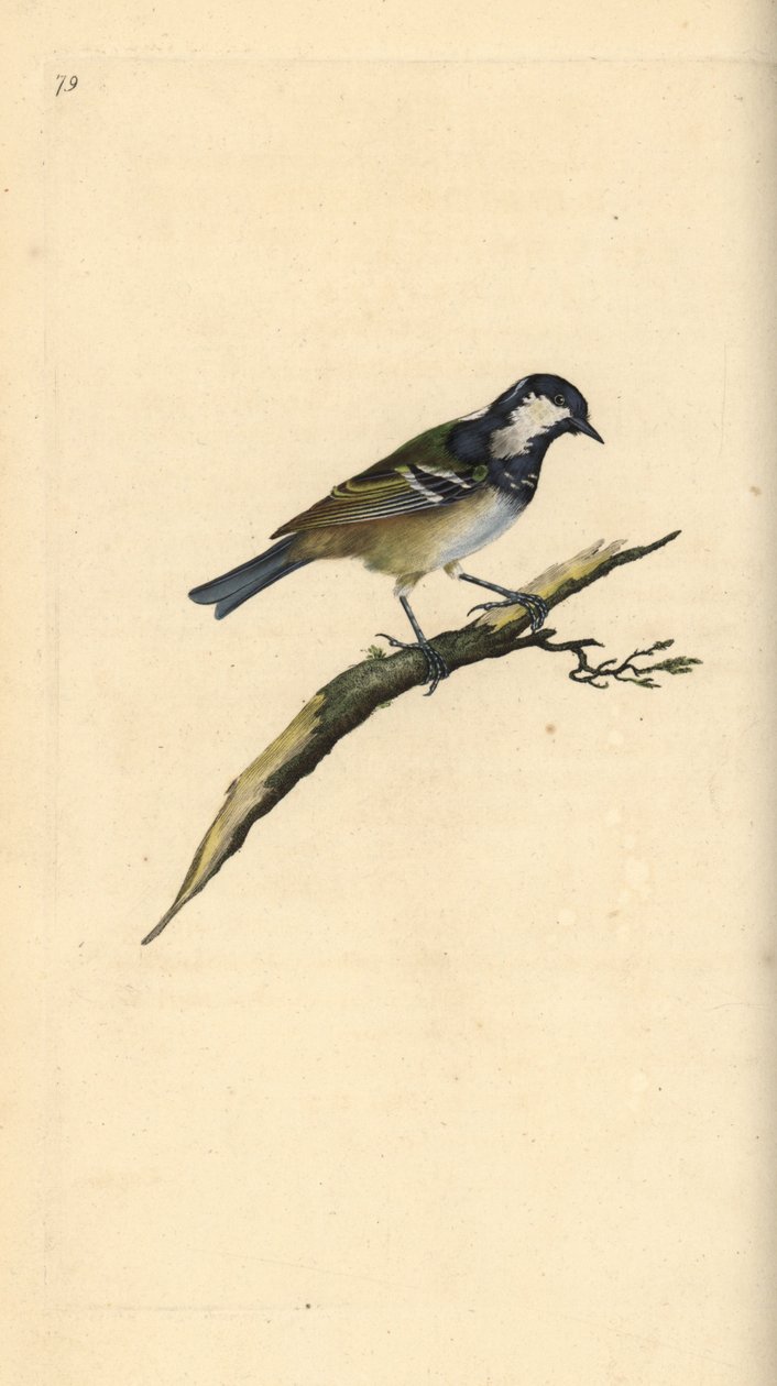 Carbonero garrapinos, Periparus ater. Grabado a mano coloreado por Edward Donovan de su propia Historia Natural de las Aves Británicas, Londres de Edward Donovan