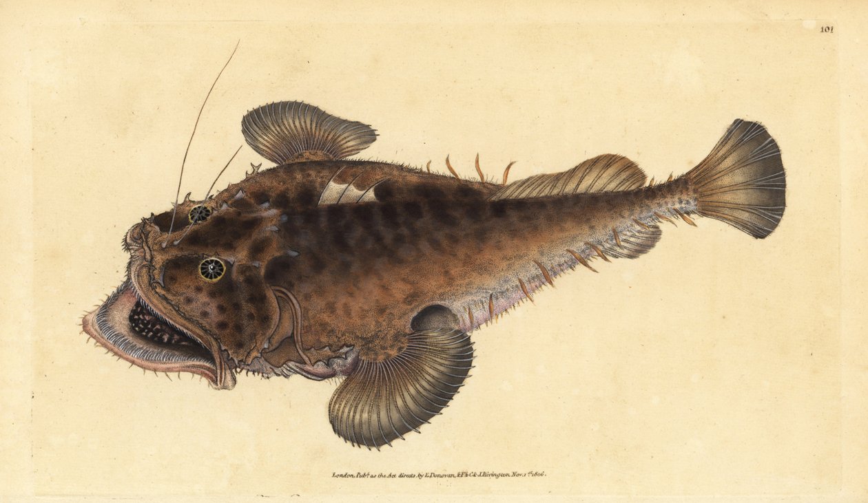 Rape común, Lophius piscatorius. Grabado a mano coloreado por Edward ...