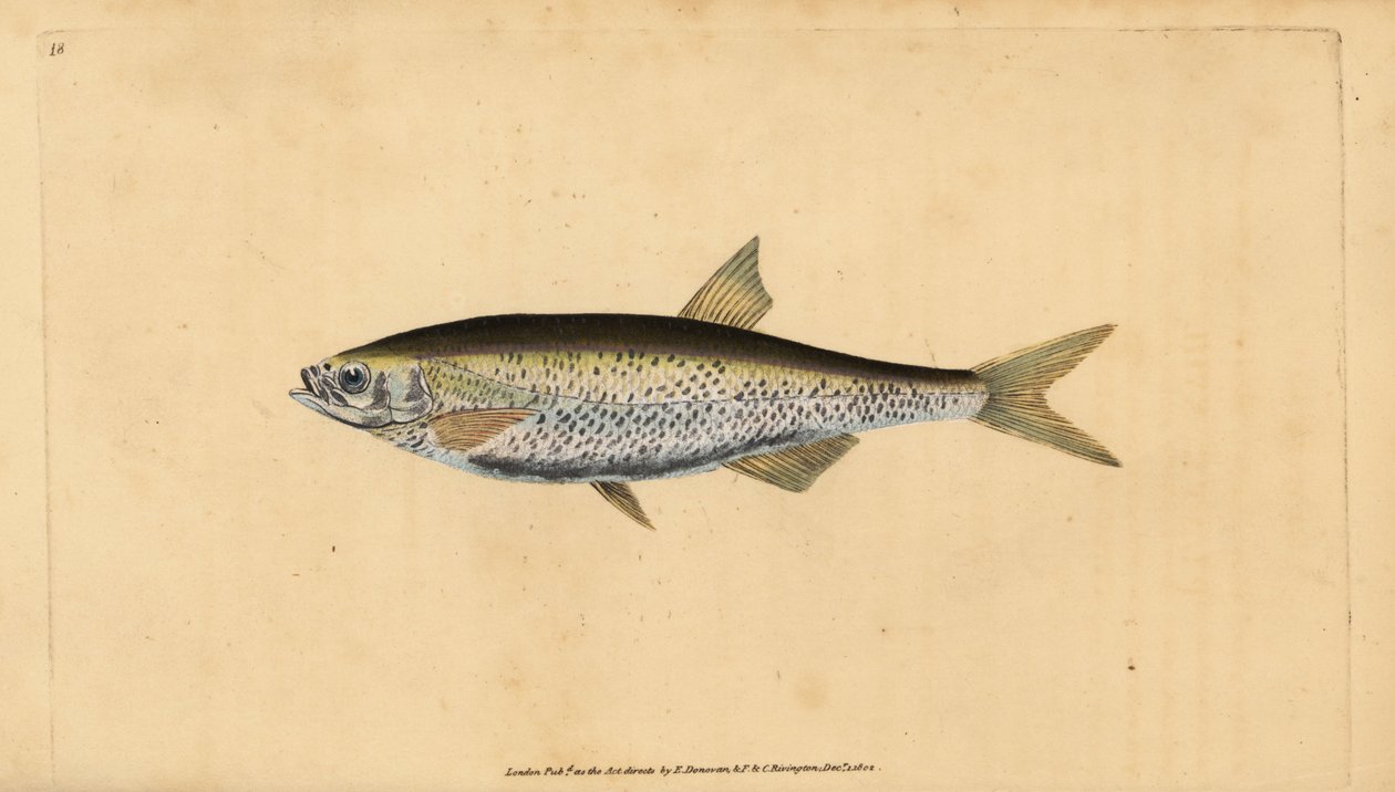 Alburno común, Alburnus alburnus (Cyprinus alburnus). Grabado en cobre coloreado a mano dibujado y grabado por Edward Donovan de su Historia Natural de los Peces Británicos, Donovan y F.C. y J. Rivington, Londres de Edward Donovan