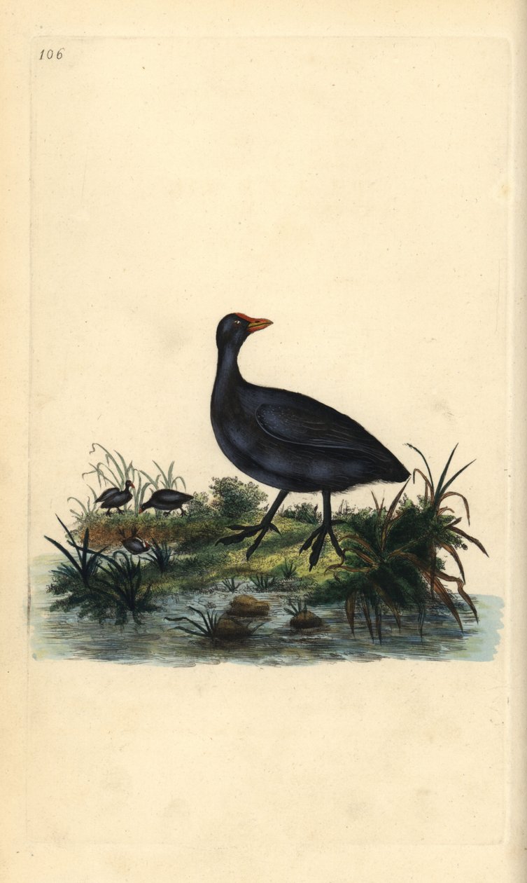 Focha común, Fulica atra. Grabado en cobre coloreado a mano dibujado y grabado por Edward Donovan de su propia “Historia Natural de las Aves Británicas,” Londres de Edward Donovan