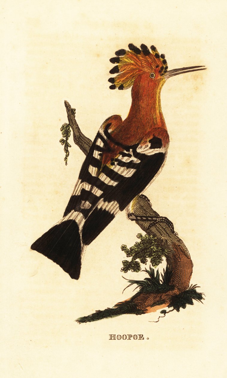 Abubilla común, Upupa epops de Edward Donovan