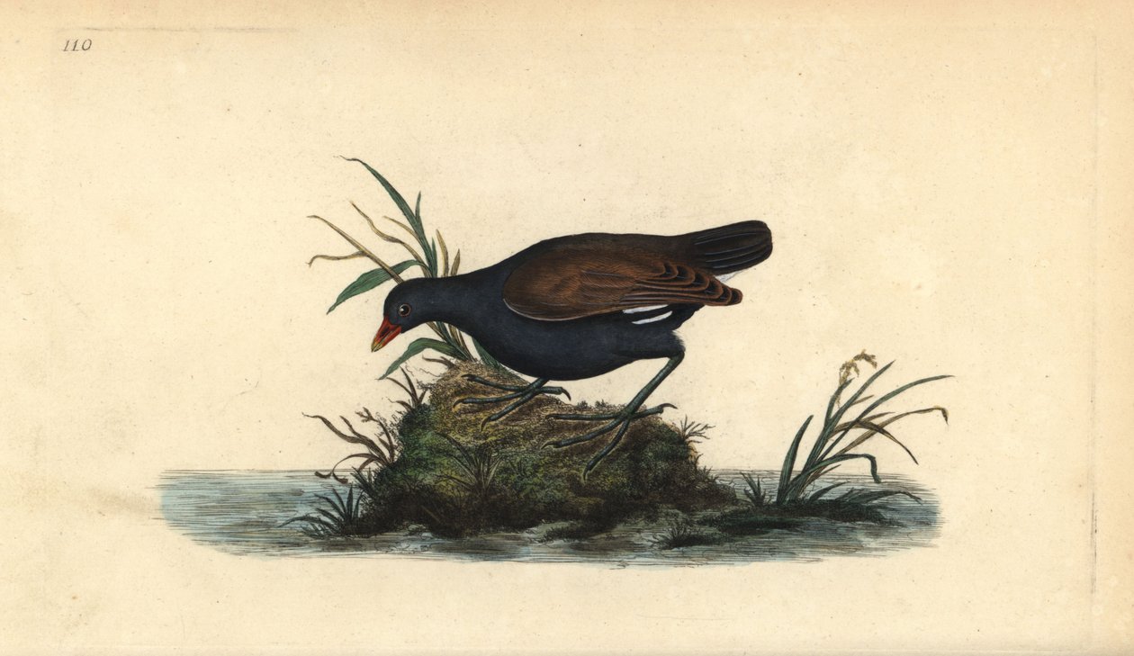 Gallineta común, Gallinula chloropus. Ilustración de la 