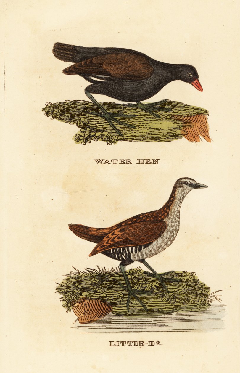 Gallineta común, Gallinula chloropus, y polluela pintoja, Porzana porzana de Edward Donovan