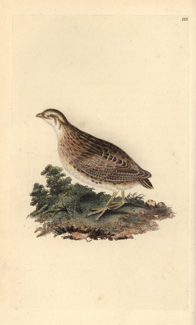 Codorniz común, Coturnix coturnix. Ilustración de la 