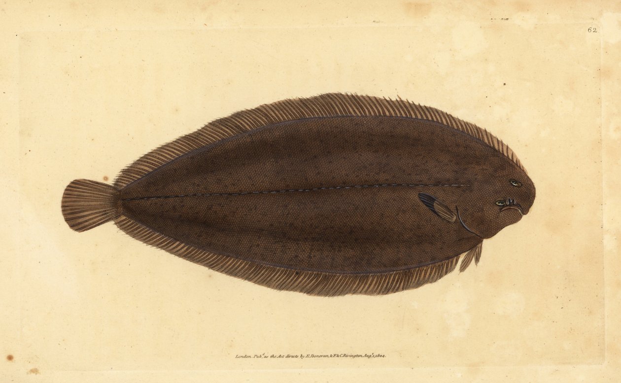 Lenguado común o lenguado de Dover, Solea solea (Pleuronectes solea). Grabado en cobre coloreado a mano dibujado y grabado por Edward Donovan de su Historia Natural de los Peces Británicos, Donovan y F.C. y J. Rivington, Londres de Edward Donovan