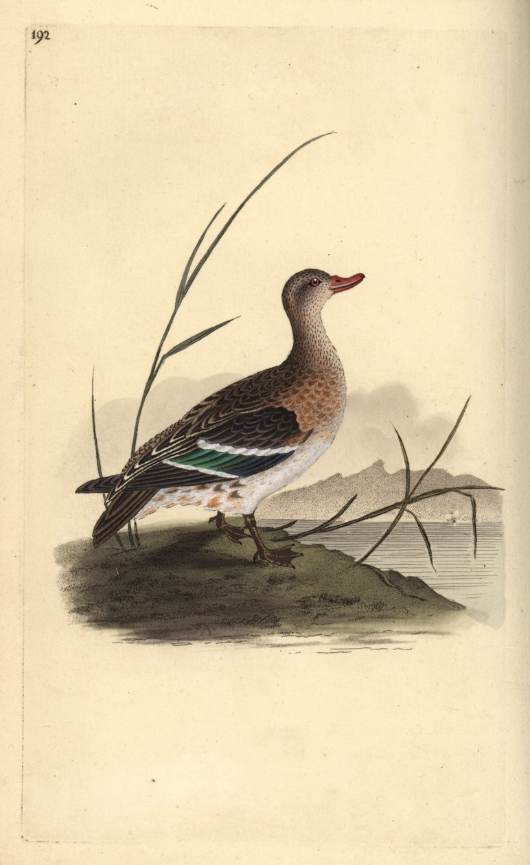Cerceta común, Anas crecca, hembra. Grabado a mano coloreado por Edward Donovan de su propia Historia Natural de las Aves Británicas, Londres de Edward Donovan