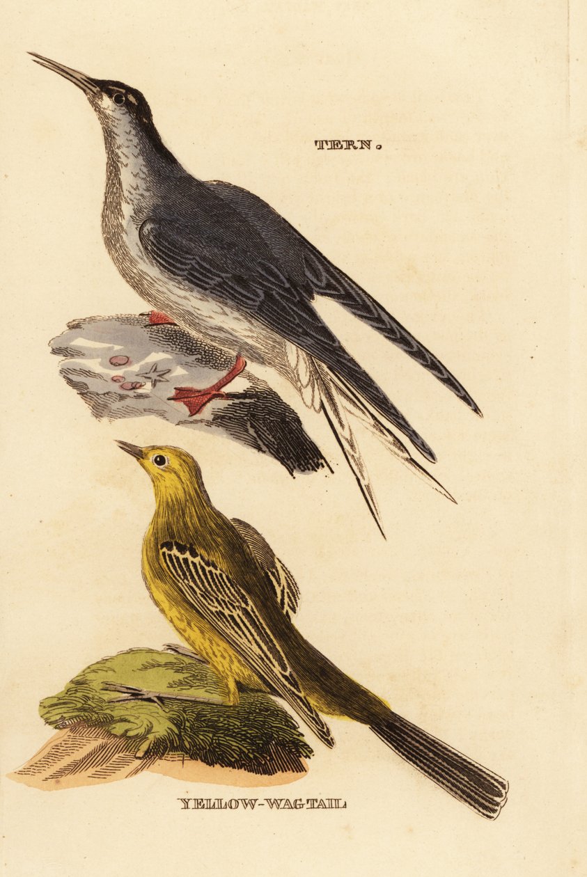 Charrán común, Sterna hirundo, y lavandera boyera, Motacilla flava de Edward Donovan