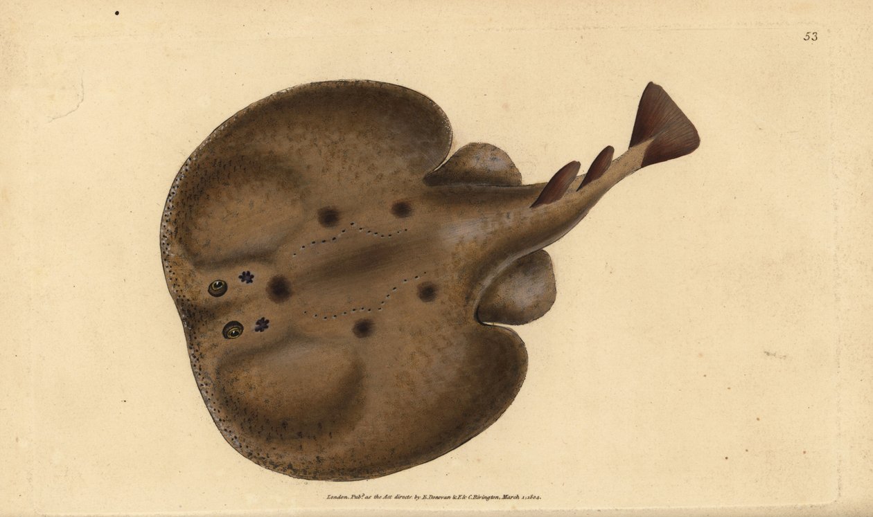 Torpedo común o raya eléctrica con ojos, Raja torpedo. Grabado en cobre coloreado a mano dibujado y grabado por Edward Donovan de su Historia Natural de los Peces Británicos, Donovan y F.C. y J. Rivington, Londres de Edward Donovan