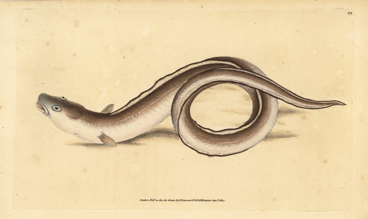 Muraena conger, congrio. Grabado en cobre coloreado a mano dibujado y grabado por Edward Donovan de su Historia Natural de los Peces Británicos, Donovan y F.C. y J. Rivington, Londres de Edward Donovan