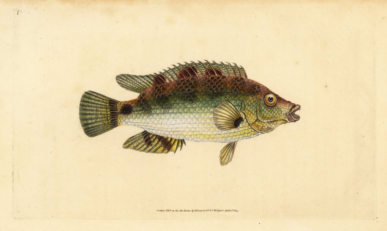 Cabrilla dorada, Symphodus melops (Labrus cornubius). Grabado en cobre coloreado a mano dibujado y grabado por Edward Donovan de su Historia Natural de los Peces Británicos, Donovan y F.C. y J. Rivington, Londres de Edward Donovan