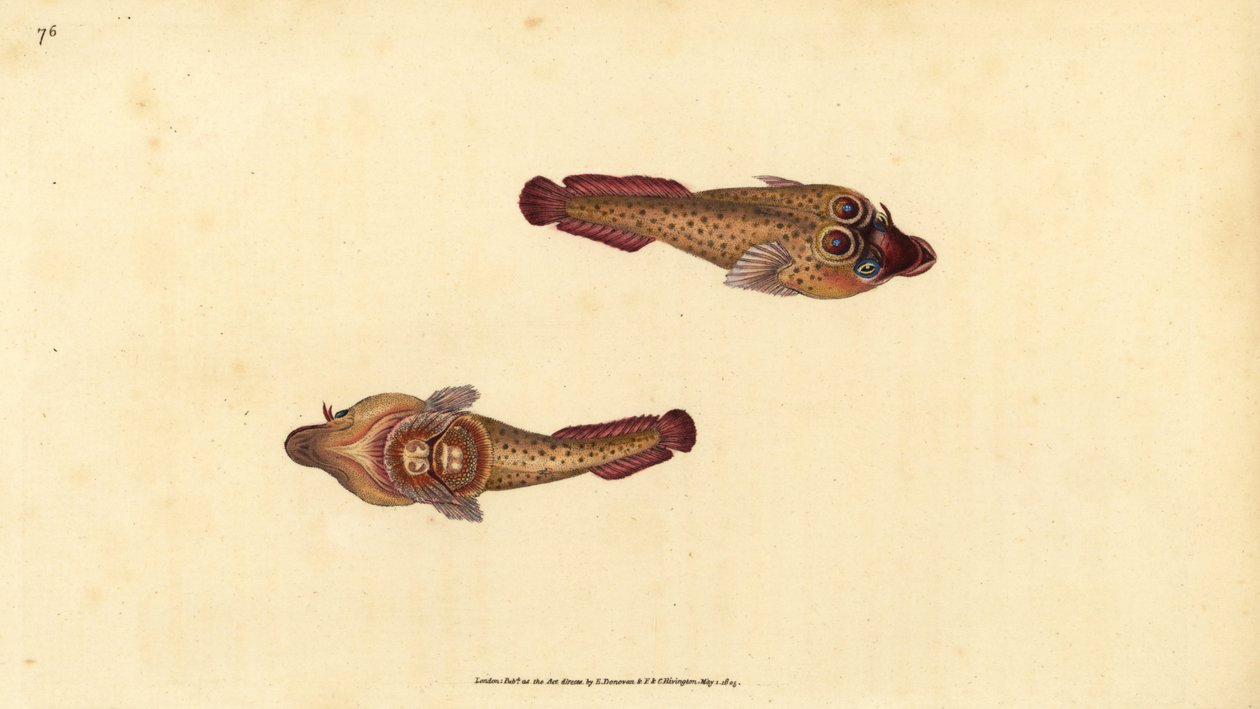Chupador de Cornualles, Lepadogaster purpurea (Chupador ocelado, Cyclopterus ocellatus) de Edward Donovan