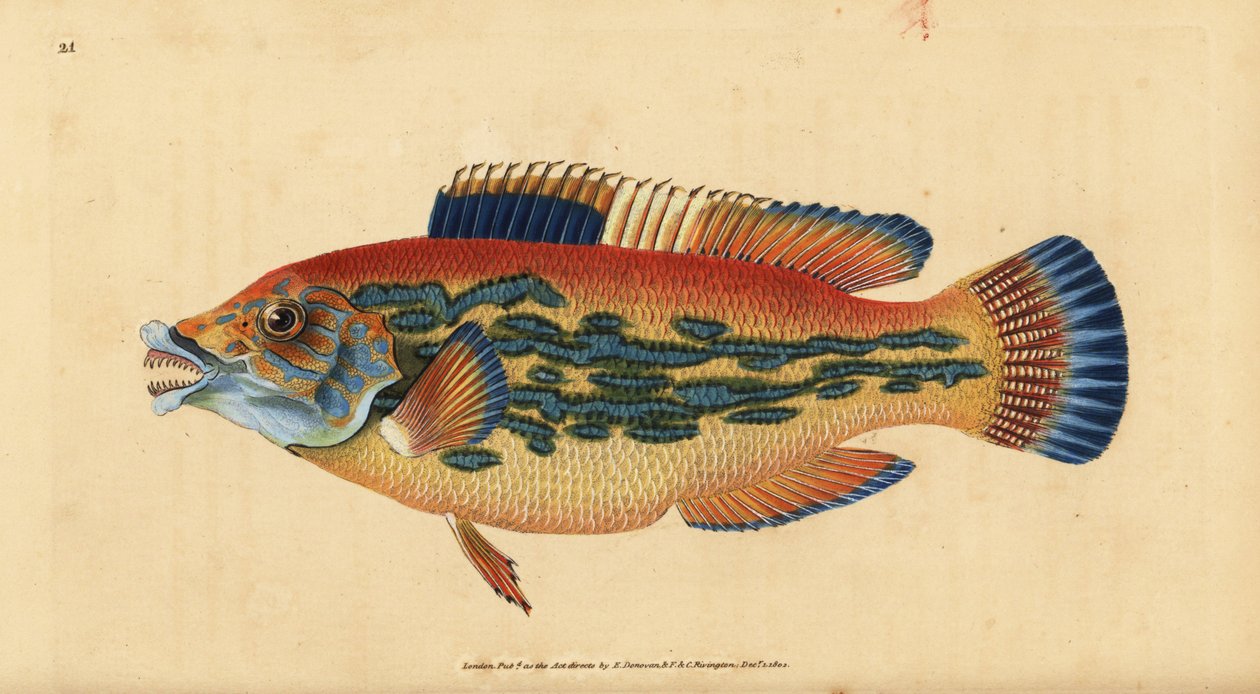 Labrus mixtus (Labrus variegatus). Grabado en cobre coloreado a mano dibujado y grabado por Edward Donovan de su Historia Natural de los Peces Británicos, Donovan y F.C. y J. Rivington, Londres de Edward Donovan
