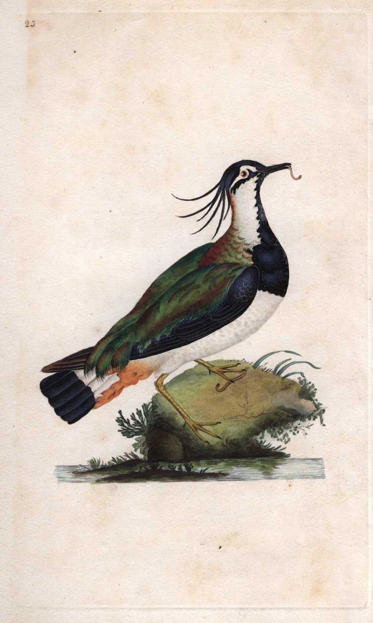 Avefría. Vanellus vanellus (Tringa vanellus). Grabado en cobre por Edward Donovan (1768-1837), publicado en Historia natural de las aves británicas, Londres de Edward Donovan