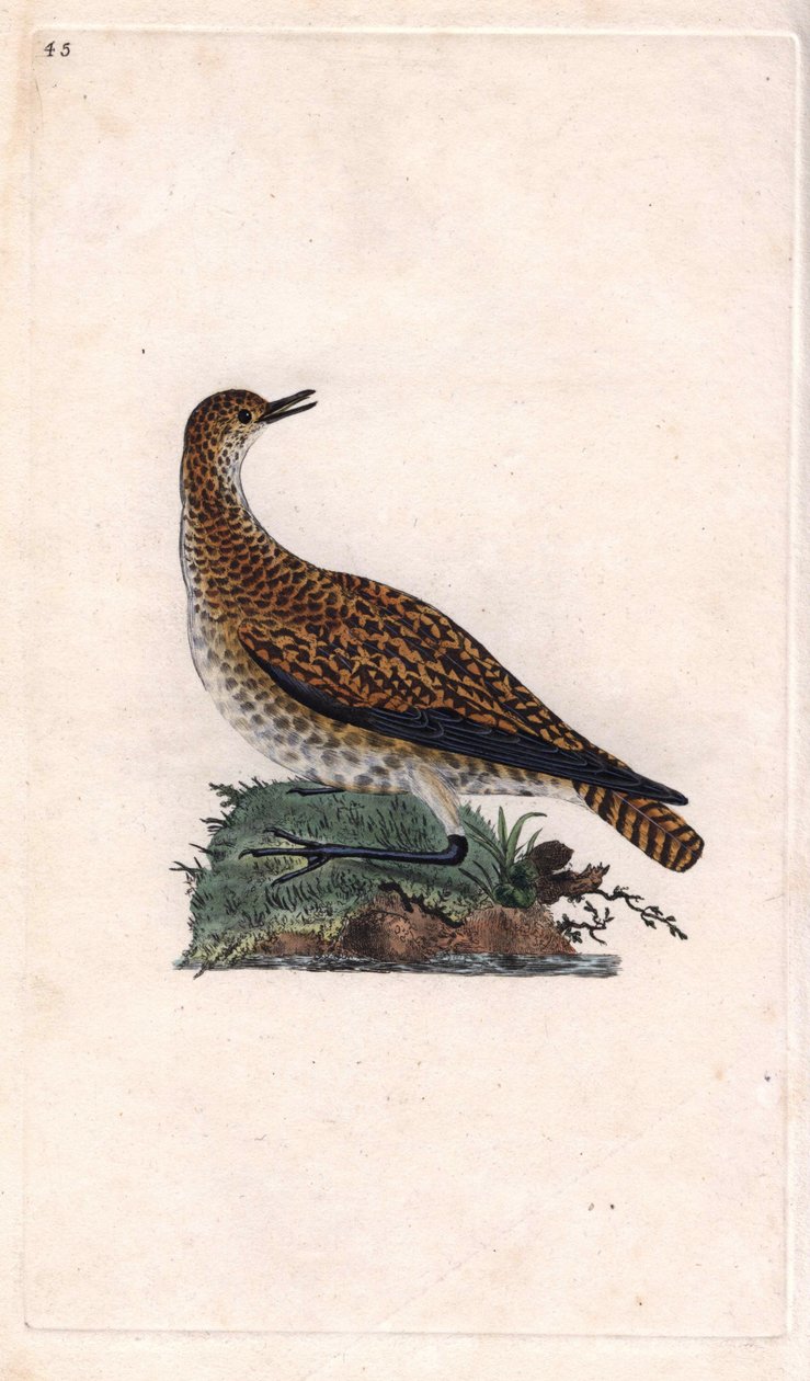 Chorlito dorado. Pluvialis apricaria. Grabado en cobre por Edward Donovan, publicado en Histoire naturelle des oiseaux britanniques, Londres de Edward Donovan