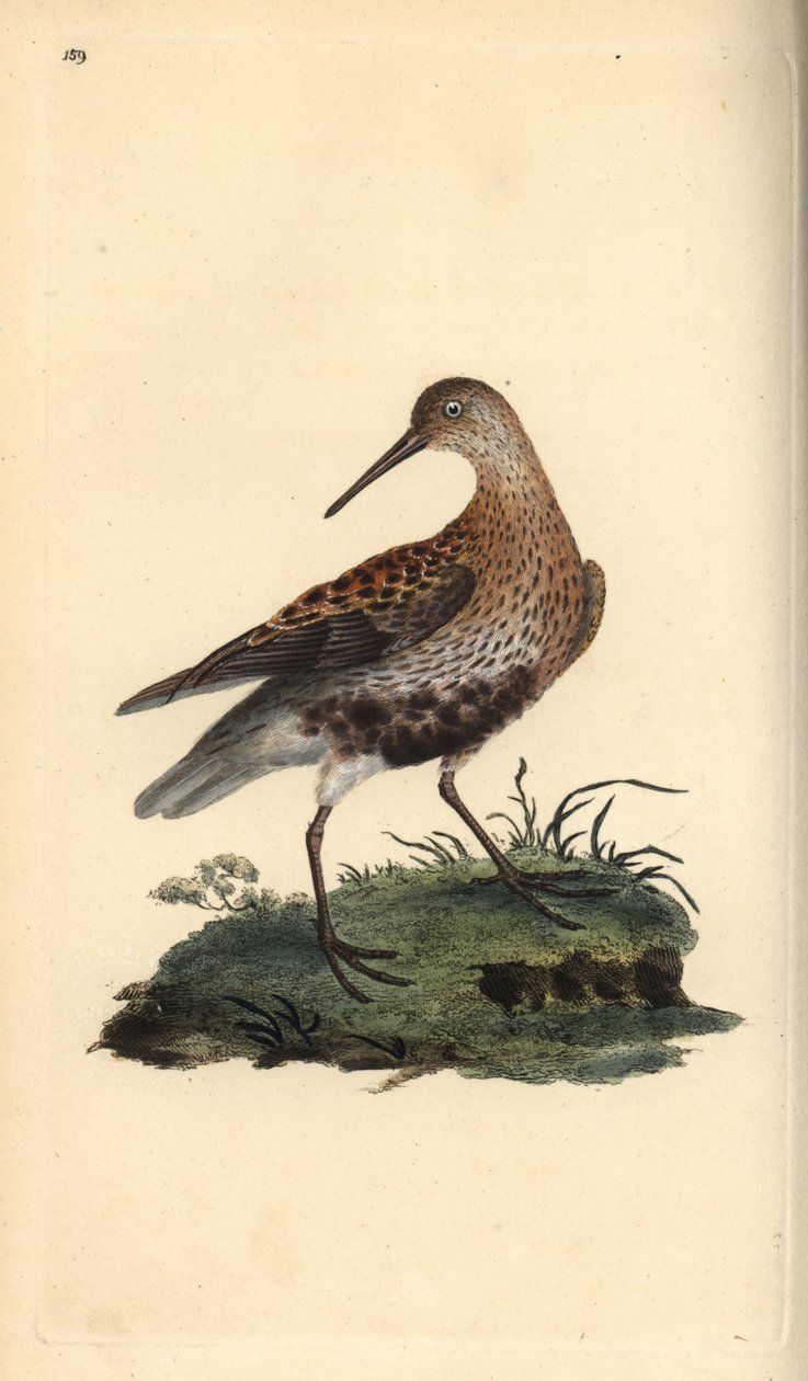 Correlimos común, Calidris alpina (grabado a mano por Edward Donovan de su 