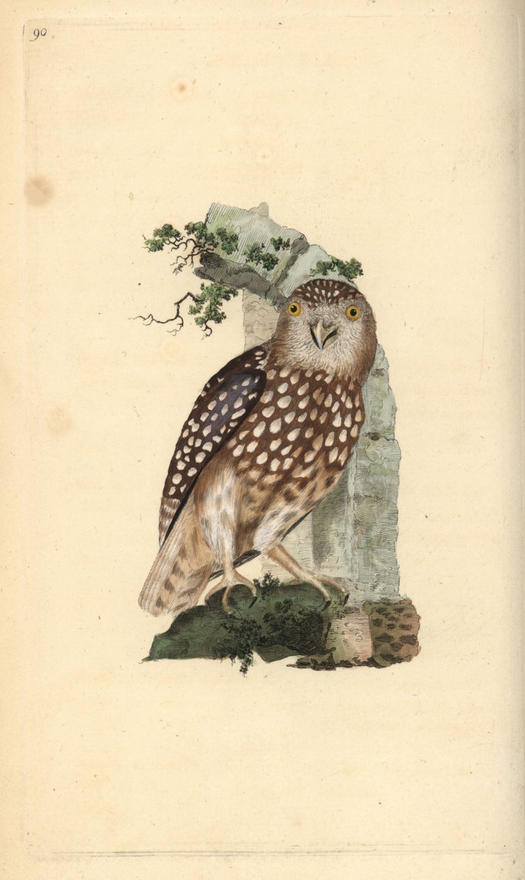 Mochuelo europeo, Glaucidium passerinum. Grabado en cobre coloreado a mano dibujado y grabado por Edward Donovan de su propia “Historia Natural de las Aves Británicas,” Londres de Edward Donovan